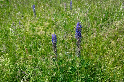 Green meadows with purple lupins in the high Rhoen, Bavaria, Germany