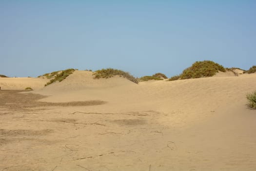 In the dunes of Maspalomas on Gran Canaria in Spain. The huge sand dunes resemble a small desert and are a nature reserve