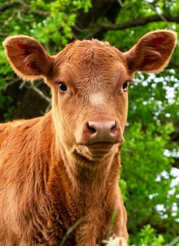 a young brown calf in the meadow