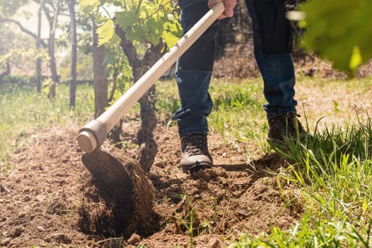 Farmer with hoe works the land in the vineyard at sunset. Agricultural industry, winery.