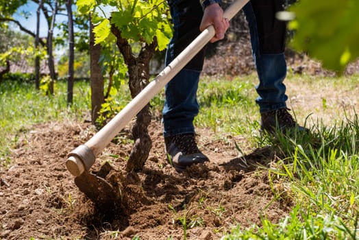 Farmer with hoe works the land in the vineyard. Agricultural industry, winery.