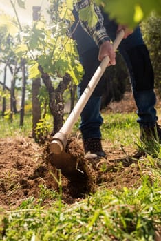 Farmer with hoe works the land in the vineyard at sunset. Agricultural industry, winery.