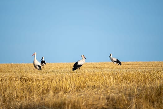 White storks ( Ciconia ciconia ) in a harvested field with blue sky