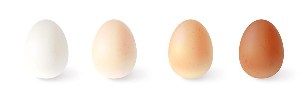 Set of realistic chicken eggs. Vector illustration isolated on white