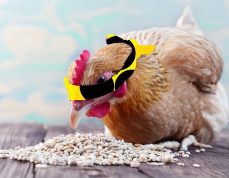 A chicken with a blindfold and symbol for the blind, blindfold. Concept: a blind chicken sometimes finds a grain