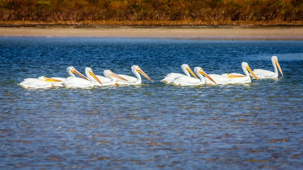 A group of pelicans by the beach in Fort DeSoto County Park in St. Petersburg, Florida.
