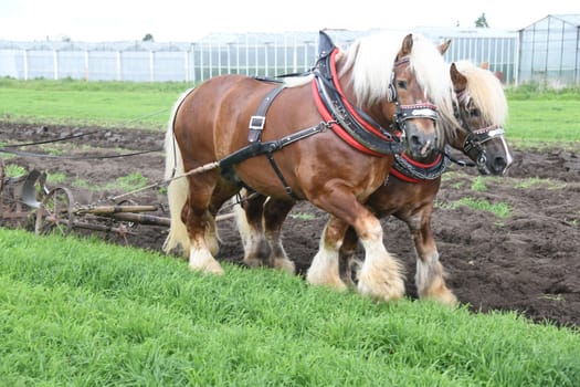 Rhenish-German coldblood is a strong,broadly built draft and work horse from North Rhine-Westphalia. It is threatened with extinction. The horse gently pulls a spring-toothed harrow in the field.