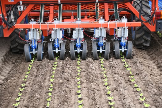 Planting machine ribbon planting machine plant plants young plants sowing seeds machine field arable farming organic organic farmer salad zyer planting distance. 3000 plants can be planted per hour