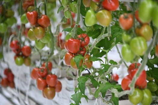 cherry tomatoes tomato green red ripe cultivation plant greenhouse vegan vegetable leaf tomato plant vegan agriculture farming harvest harvesting fresh organic organic farming vegetarian veggie garlic country tomatoes
