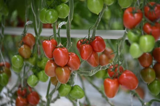 cherry tomatoes tomato green red ripe cultivation plant greenhouse vegan vegetable leaf tomato plant vegan agriculture farming harvest harvesting fresh organic organic farming vegetarian veggie garlic country tomatoes