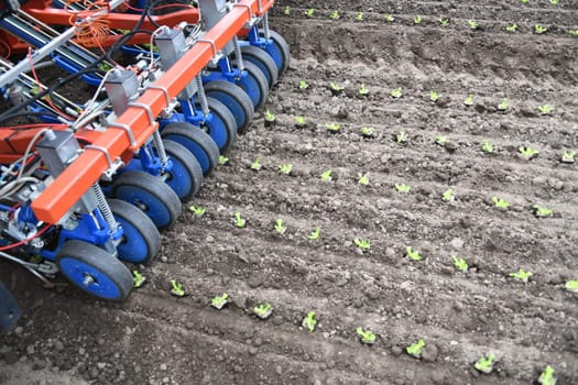 Planting machine ribbon planting machine plant plants young plants sowing seeds machine field arable farming organic organic farmer salad zyer planting distance. 3000 plants can be planted per hour