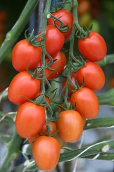 198 / 5.000 eggs cocktail egg cocktail tomato green red ripe cultivation plant greenhouse vegan vegetable tomato plant vegan agriculture harvest harvesting fresh organic organic farming vegetarian veggie garlic country tomatoes