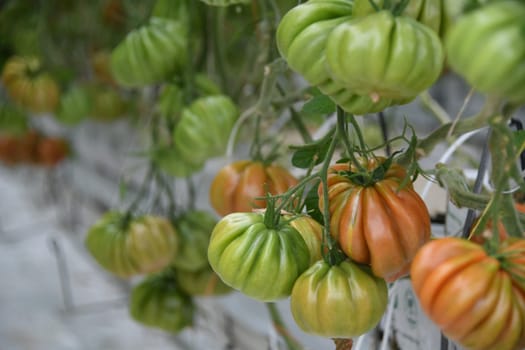 Tomato oxheart tomato oxheart green red cultivation plant greenhouse vegan vegetable leaf tomato plant vegan agriculture farming harvest harvesting fresh organic organic farming vegetarian veggie garlic country