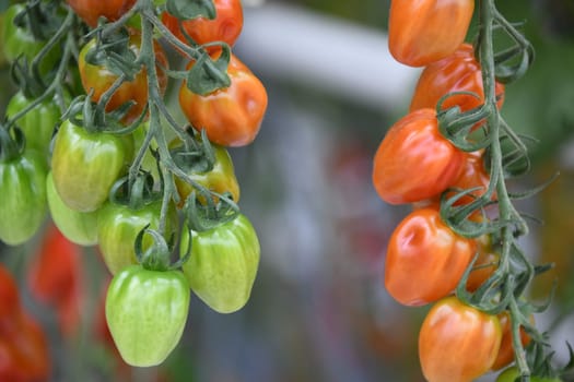 tomato pepper tomato red cultivation plant greenhouse vegetable leaf spicy pepper plant vegan agriculture farming harvest harvesting fresh organic organic farming vegetarian veggie garlic country