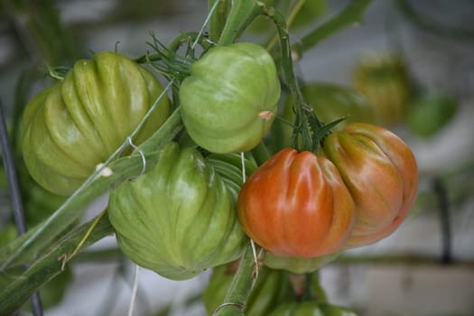 Tomato oxheart tomato oxheart green red cultivation plant greenhouse vegan vegetable leaf tomato plant vegan agriculture farming harvest harvesting fresh organic organic farming vegetarian veggie garlic country