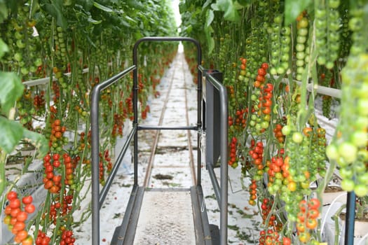 harvest cart tomatoes green red ripe cultivation plant greenhouse vegan vegetable leaf tomato plant vegan agriculture farming harvest harvesting fresh organic organic farming vegetarian veggie garlic country tomatoes