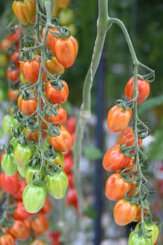 tomato pepper tomato red cultivation plant greenhouse vegetable leaf spicy tomato plant vegan agriculture farming harvest harvesting fresh organic organic farming vegetarian veggie garlic country