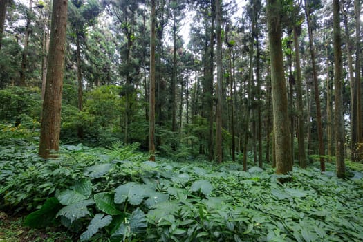 Tropical rainforest landscape in taiwan