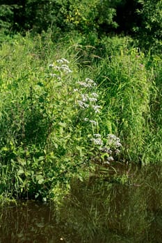 Grasses by a body of water, Germany