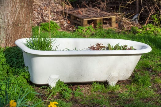 Old bathtub with plants standing on a meadow, Germany
