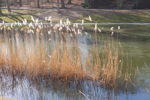 Grasses by a body of water, Germany