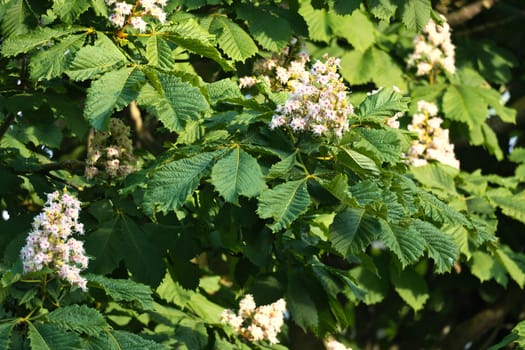 Chestnut blossom on the branch of a chestnut tree. White blossom on the dagger. Picture of a blossom