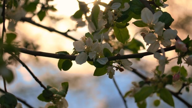 Apple blossoms on the branch of an apple tree. Fruit tree with buds and white-purple petals. Evening mood with warm light. Photo from agriculture