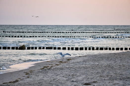 Seagull flying on the beach of the Baltic Sea. Groynes reach into the sea. Coastal picture
