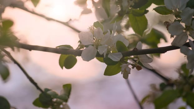 Apple blossoms on the branch of an apple tree. Fruit tree with buds and white-purple petals. Evening mood with warm light. Photo from agriculture