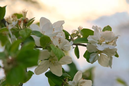 Apple blossoms on the branch of an apple tree. Fruit tree with buds and white-purple petals. Evening mood with warm light. Photo from agriculture