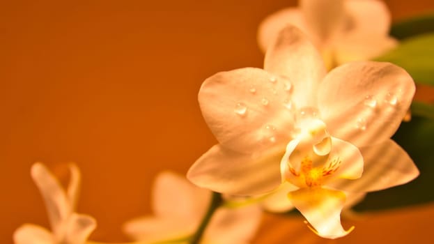 Orchid with dewdrops on the petals. Orchid stem with flowers against a beautiful background. Flower photo of an exotic plant