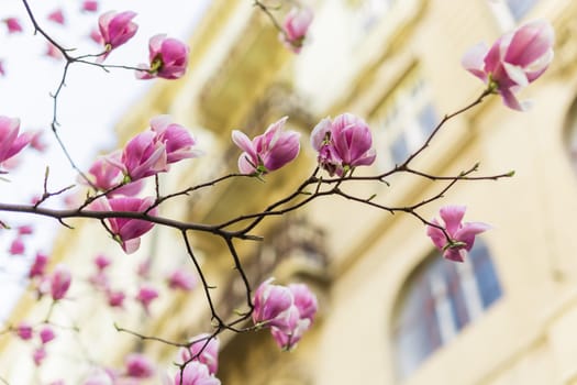 Blooming magnolia tree in springtime in city. Magnolia blossom in spring. Copy space and empty place for advertising.