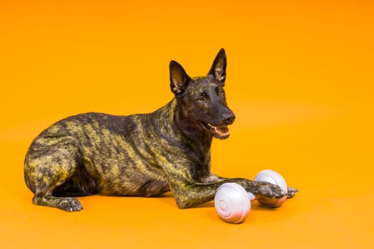 Dutch shepherd dog dumbbell isolated on a yellow red background