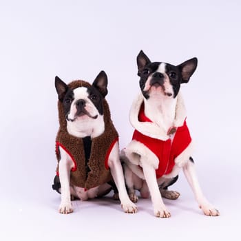 Two boston terrier dog posing in a studio, white and dark background