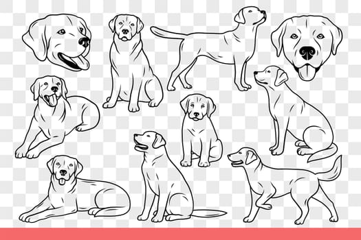 Dog of lobrador breed poses in different positions following commands of owner. Labrador dog in childhood and adulthood, for magazine designs about cynology or pets. Hand drawn doodle