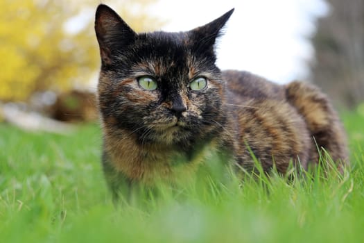 A pretty young tricolored cat lies relaxed in the grass