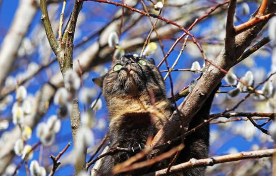 Funny cat photo of a young tricolor cat climbing a willow tree