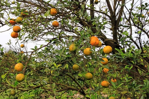 Ripe and unripe oranges on a tree in Florida
