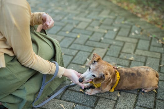 Woman feed her dog with snack at the street