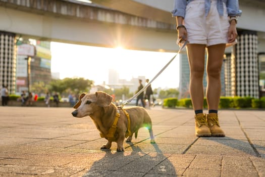 Woman go out with dachshund dog in city at sunset time