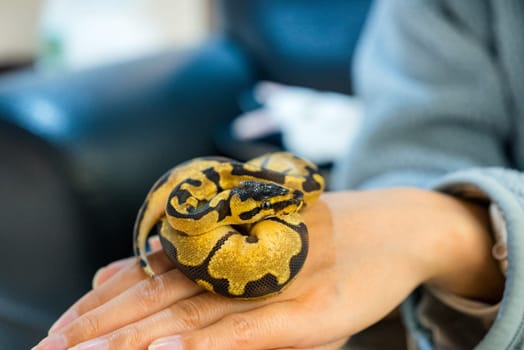 Ball python on the hand