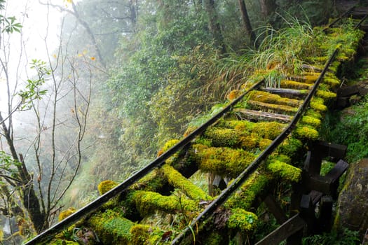 Hiking trail in Taipingshan of Yilan Jianqing Huaigu Trail