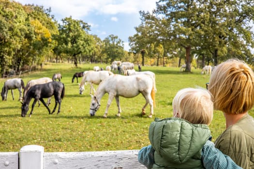 A woman and child are observing a group of horses grazing in a green field in a rural area, surrounded by plants and grass in the ecoregion