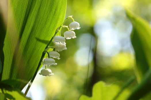 Lily of the valley in the forest
