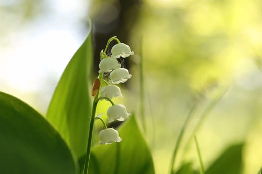 Lily of the valley in the forest
