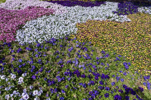 Frühlingsbeet  mit Garten-Stiefmütterchen (Viola ×wittrockiana) im Kurpark, Niedersachsen, Deutschland, Bad Bevensen