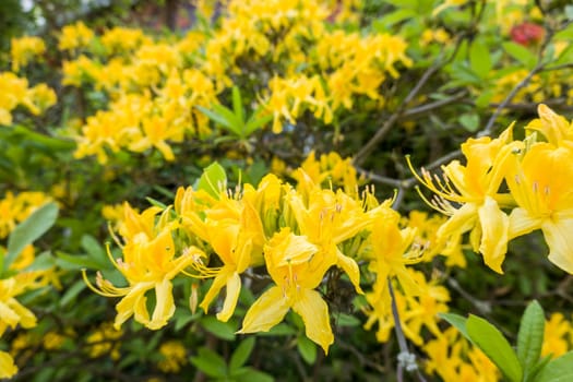 Gelb blühende Azalee (Rhododendron luteum)