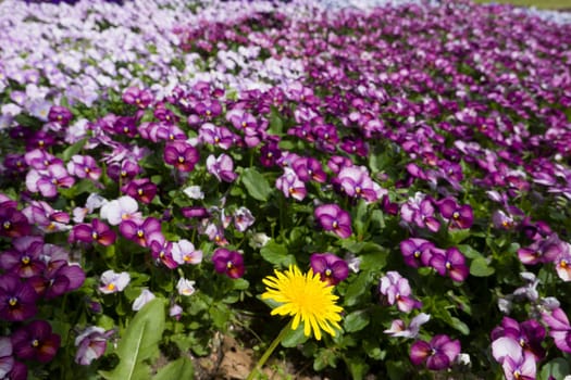Frühlingsbeet  mit Garten-Stiefmütterchen (Viola × wittrockiana) im Kurpark, Niedersachsen, Deutschland, Bad Bevensen