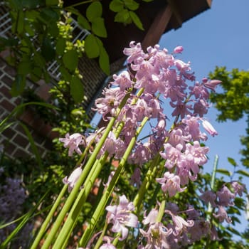 Spanisches Hasenglöckchen (Hyacinthoides hispanica) - Kultivar