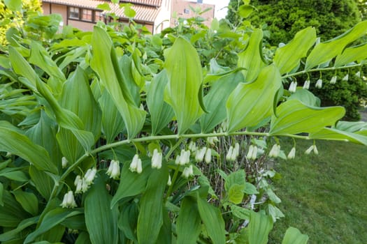 Vielblütige Weißwurz (Polygonatum multiflorum, Syn. Convallaria multiflora)